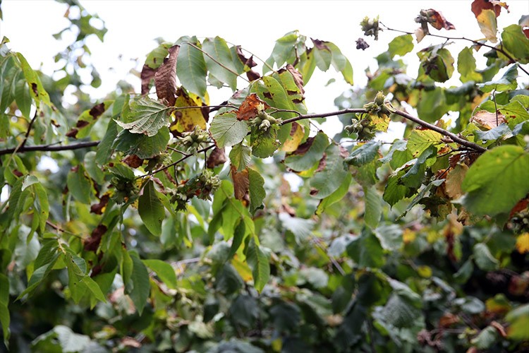 Sakaryalı fındık üreticisi bu yıl yüksek rekolte bekliyor