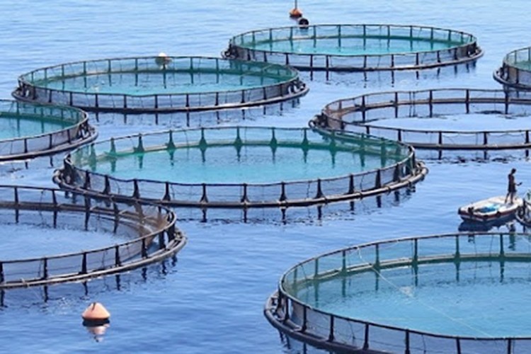 Doğu Karadeniz'den 8 ayda 27 ülkeye su ürünü ihraç edildi