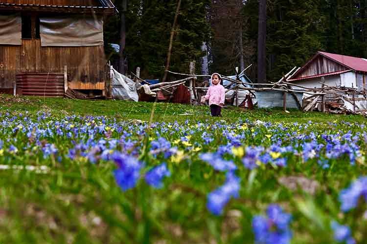 Düzce yaylalarında baharın renkleri kendini gösterdi