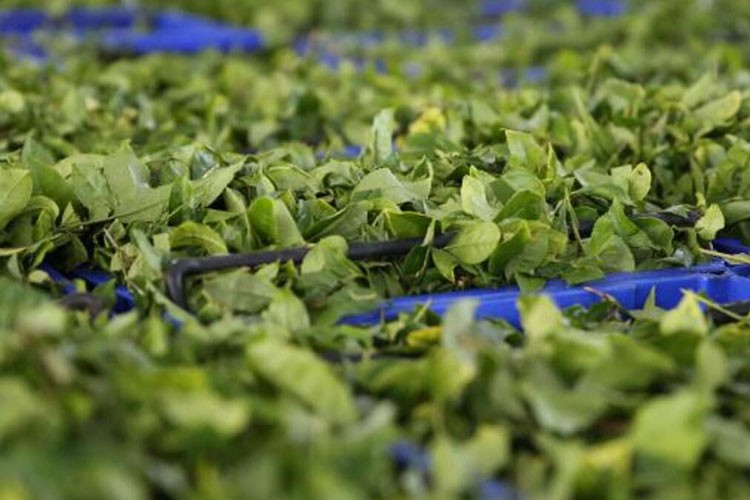 ÇAYKUR ödemelere başladı