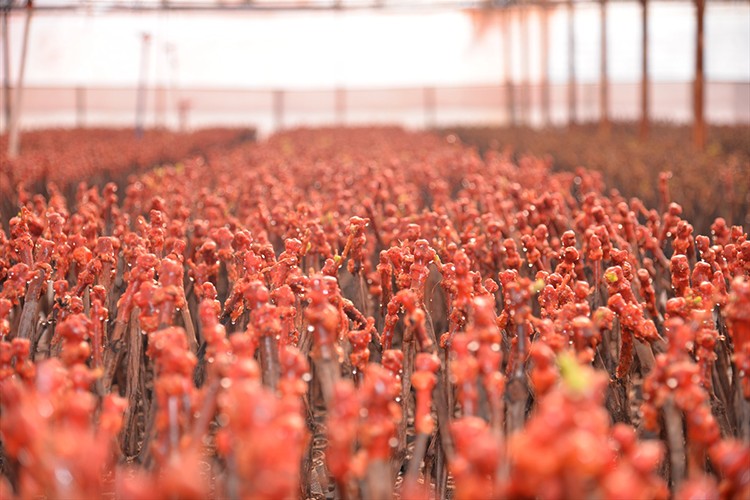 Türk cumhuriyetlerine fidan ihraç ediyorlar