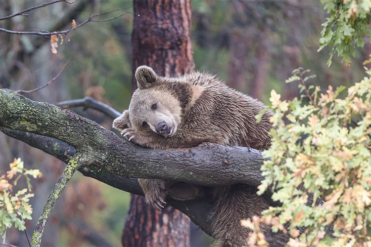 Bursa'daki ayı barınağının sakinleri "kış uykusu"na hazırlanıyor