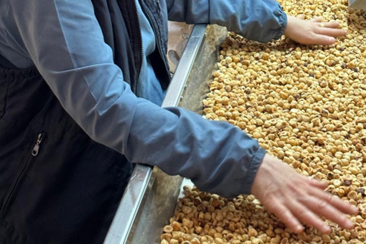Türkiye'den 8 ayda 205 bin ton iç fındık ihraç edildi