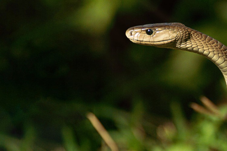 'Efsane Yılanlar Özel' 2 Mart Cumartesi 20.00'de National Geographic WILD Ekranlarında Başlıyor