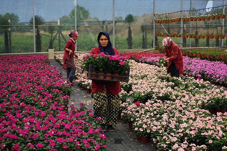 Süs bitkisi kazandıracak