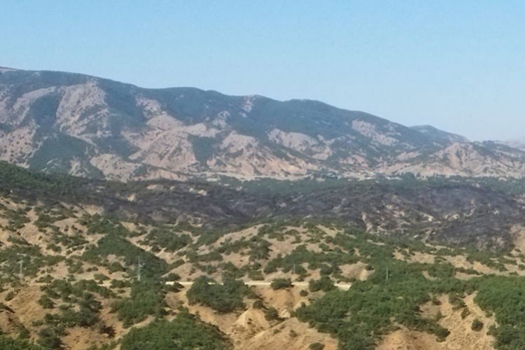 Bingöl'de ormanlık alanda çıkan yangın kontrol altına alındı
