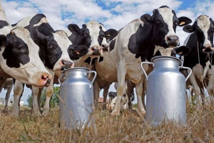 Toplanan inek sütü miktarı 934 bin 745 ton oldu