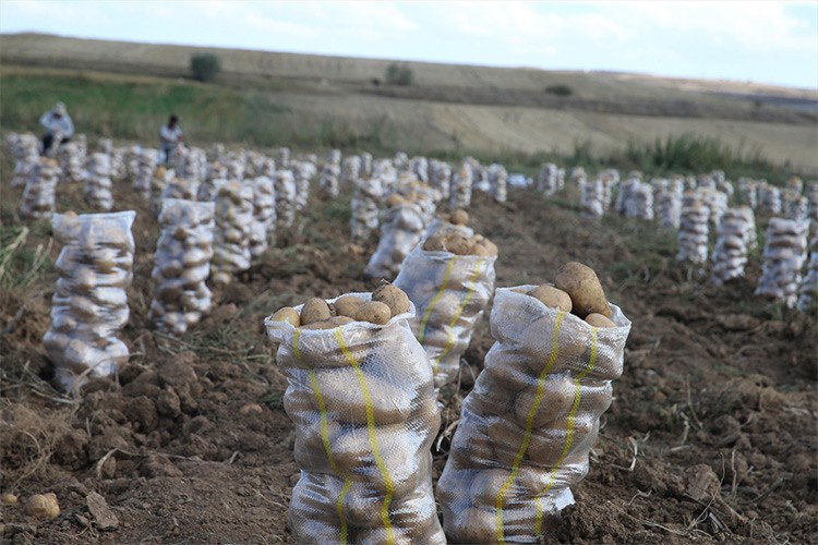 Artova'nın "sarı patatesi"nde 5 bin ton rekolte beklentisi