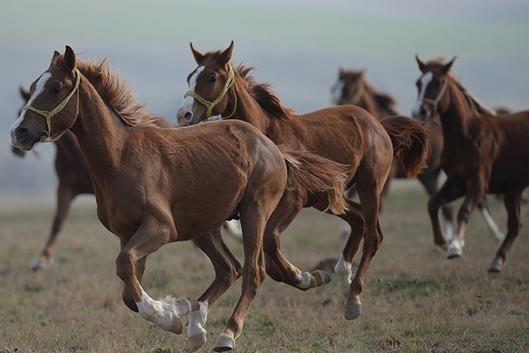 TİGEM, 68 baş safkan Arap koşu tayı satacak