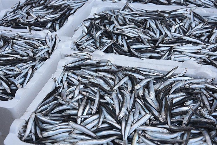 Yılın ilk ayında hamsi ihracat geliri yüzde 29 arttı