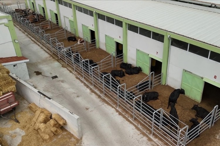 Kütahyalı girişimci kırmızı et verimini sağlanan desteklerle yüzde 40 artırdı