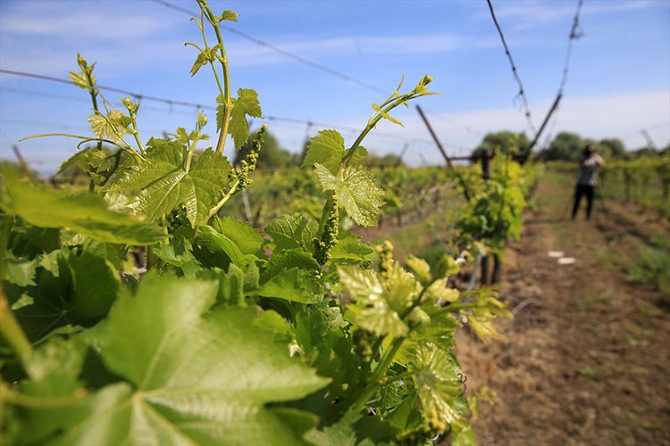 Don sonrası üzüm üreticilerine "asmaları budamayın" uyarısı