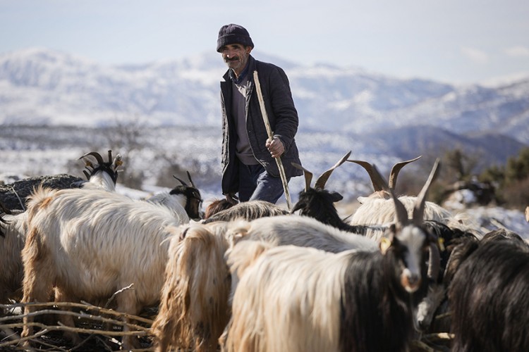 Erzincanlı besiciler keçi sürülerini besliyor