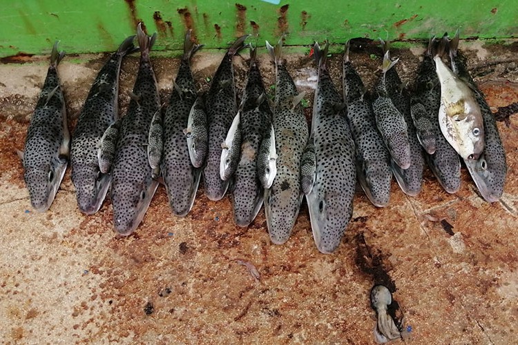 Hatay ve Mersin'de 935 balon balığı alımı yapıldı