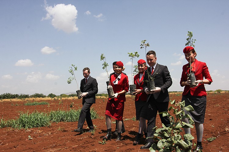 Kilis'e 14 bin Antep fıstığı fidanı dikildi