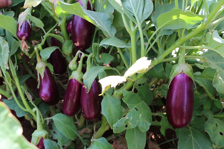 Kilis'e özgü "Zabaran" patlıcanının hasadına başlandı