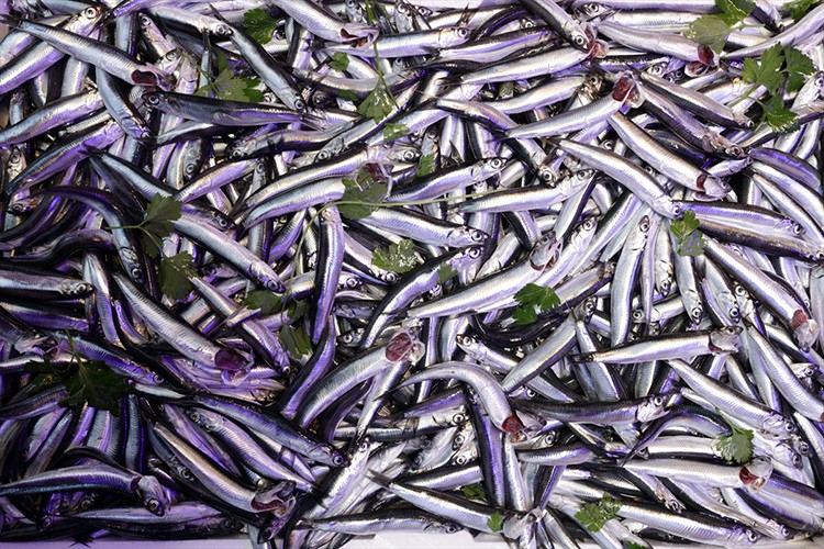 Balıkçılar hamsi bolluğu için soğuk havayı bekliyor