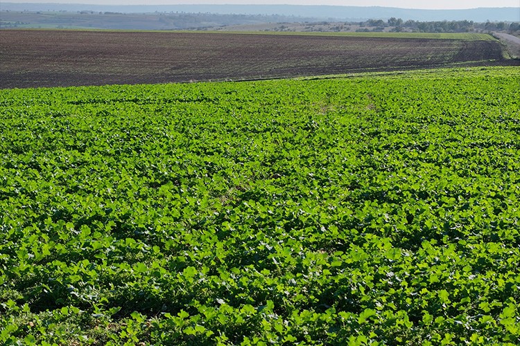 Edirne'de son dönemdeki yağışlar kanola üreticisini sevindirdi