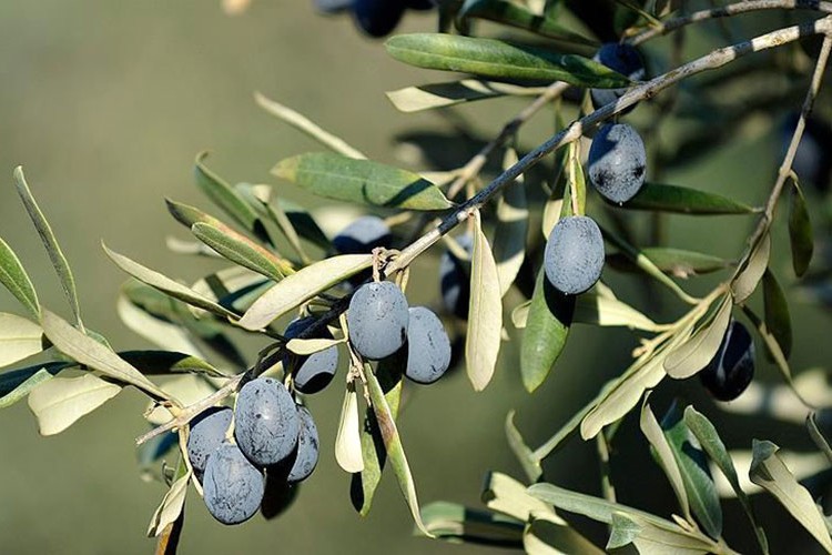 Gemlik zeytinine Avrupa Birliği tescili geliyor