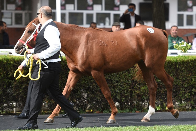Şampiyon taylardan TİGEM'e 104,5 milyon liralık rekor gelir