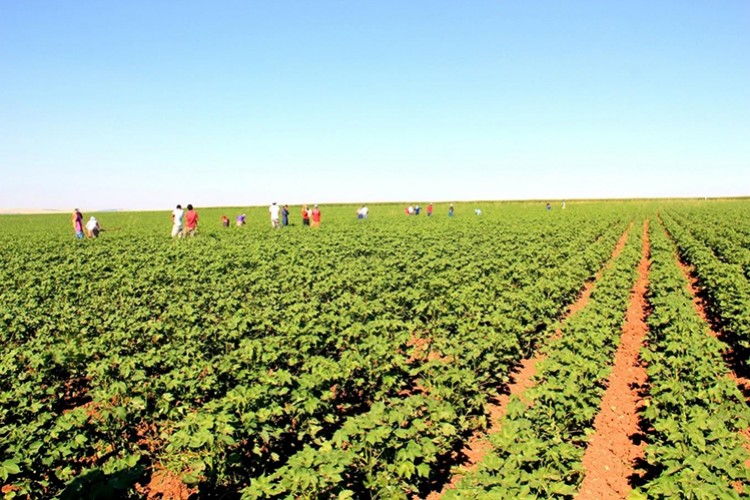 Pamuk ekim alanları arttı