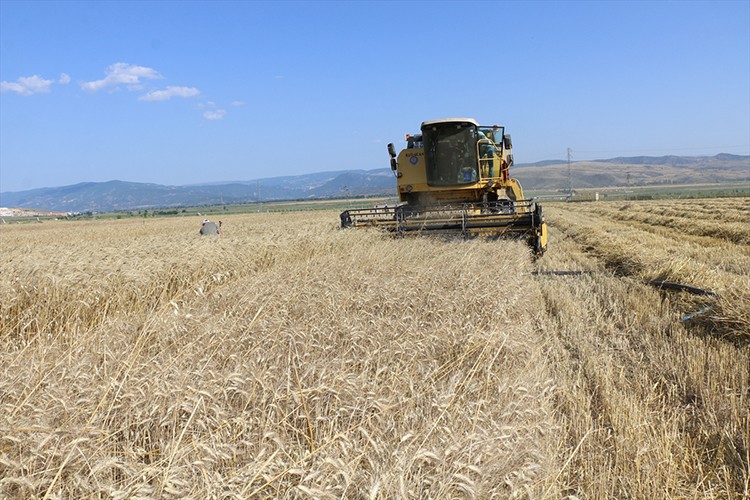 50 çeşit ekmeklik buğdayın hasadı yapıldı