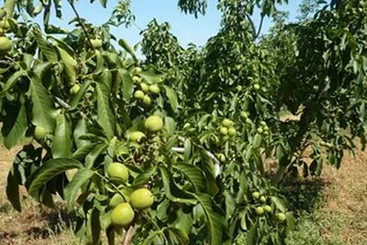 Tokat'ta, 2 milyon ceviz fidanı toprakla buluşacak