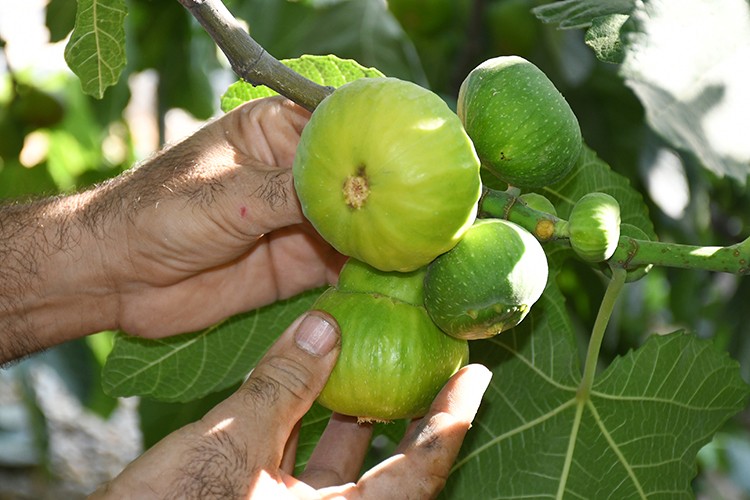 Erkenci yediveren incirinde üretici ihracata yöneldi