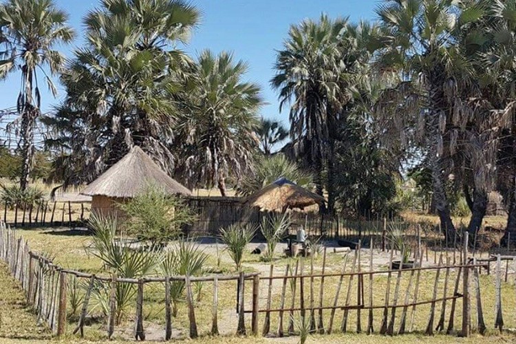 Okavango Deltası'nda yürüyüş safarisi...