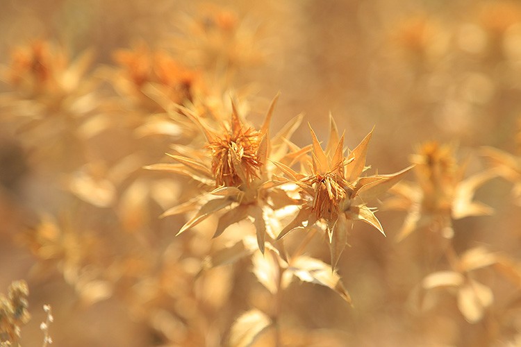 Aspir, üreticiye alternatif gelir olacak