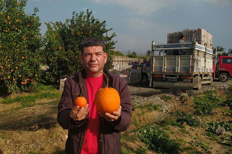 1 kilo portakal görenleri şaşırttı