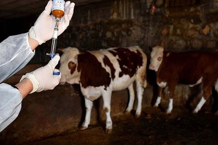 Ardahan'da şap hastalığıyla mücadele sürüyor