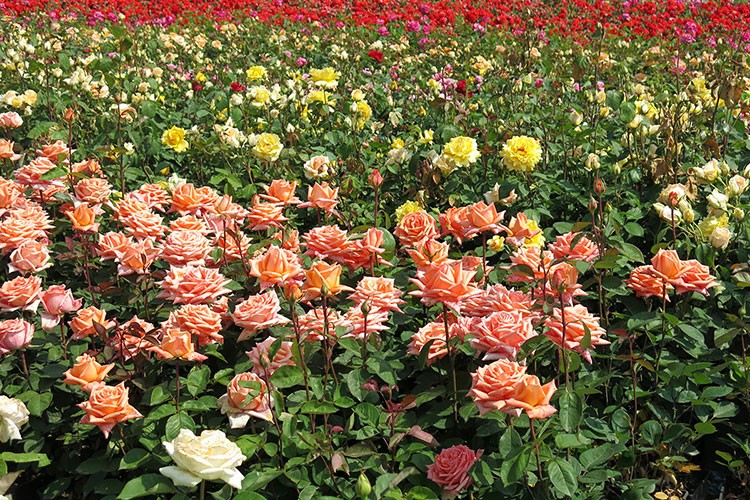 75 milyon dolarlık ihracat yapılması bekleniyor