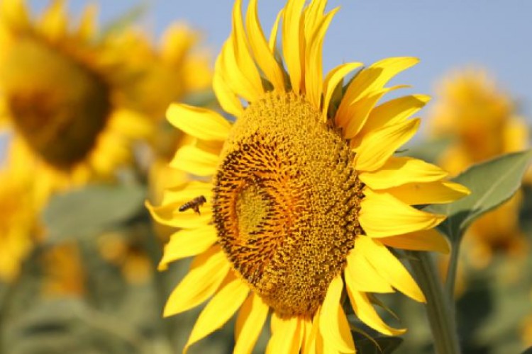 Yerli ayçiçeği tohumunun 400 bin dekarlık alanda ekimi yapılacak