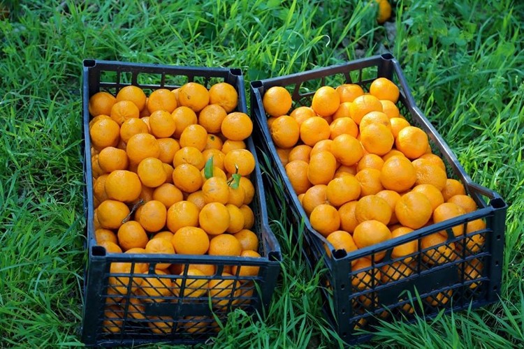 Coğrafi işaretli Bodrum mandalinasında rekolte beklentisi yüksek