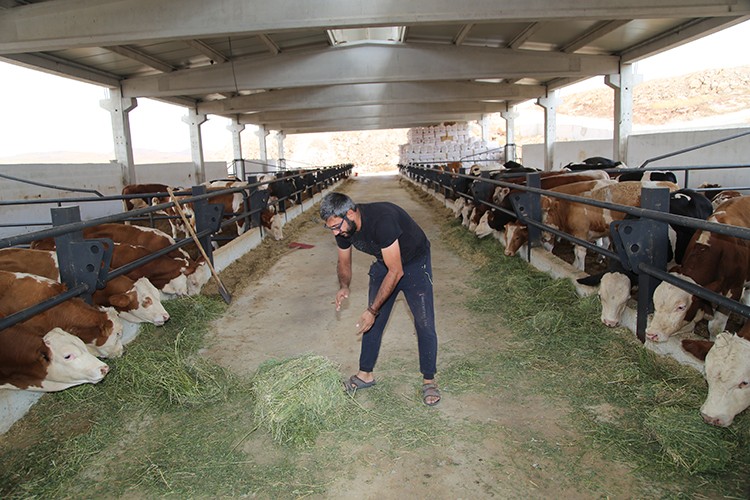 Hayalindeki çiftliği kurmak için yurt dışından Şanlıurfa'ya döndü