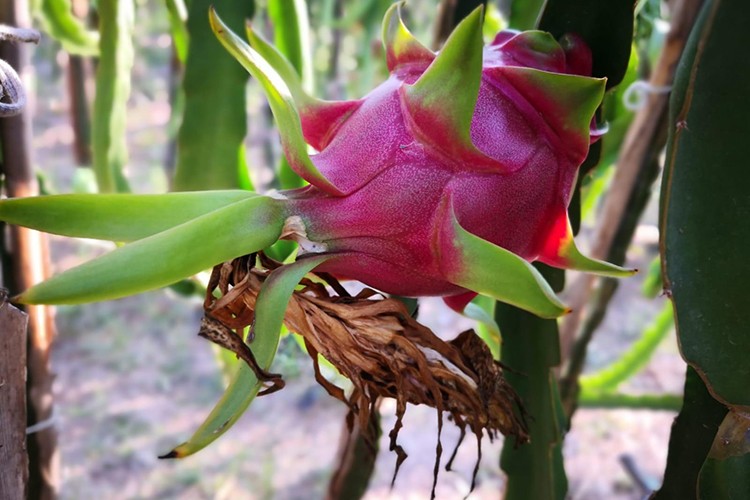 Tanesi 20 liradan satılıyor