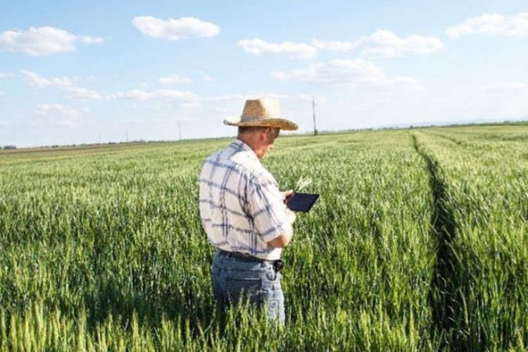 Tarım ürünlerine sigorta zorunluluğu geliyor