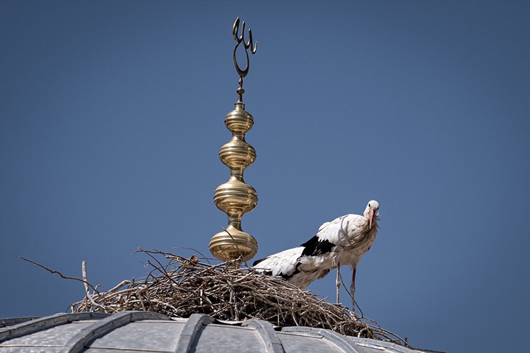 Leylekler cami kubbesindeki "alem"in altını mesken tuttu