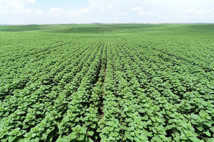 İhracatçının temel sorunu dalgalı kur