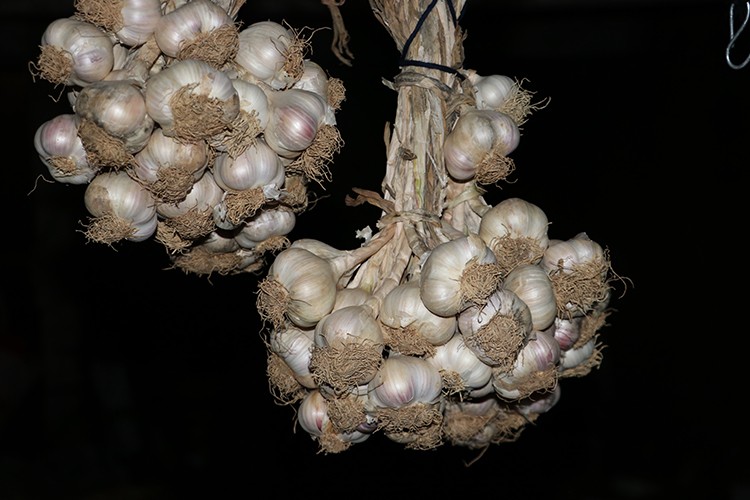 Sarımsak üreticisi mutlu