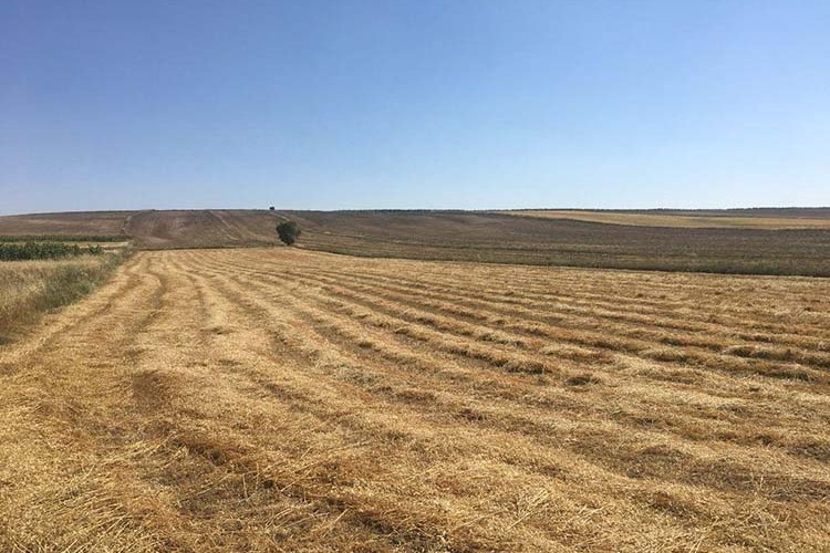 Tekirdağ Süleymanpaşa'da 75000 m² tarla icradan satılıktır