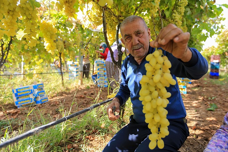 Sofralık üzümün üretim merkezinde verim ve kalite sevinci