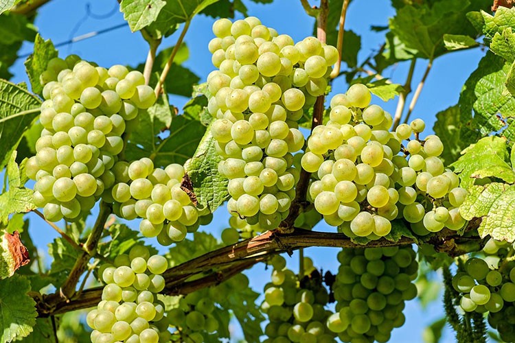 Antioksidan deposu üzümün 6 önemli yararı