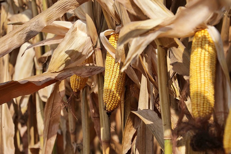 Ekim alanı genişleyen mısırda sıcak hava verimi düşürdü