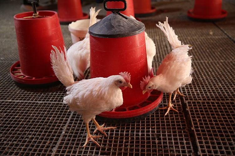 Malatya'da tavuk üreticisi oldular