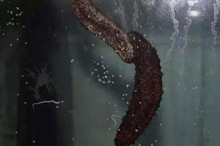 İhracat ürünü denizpatlıcanı havuz ortamında yetiştirildi