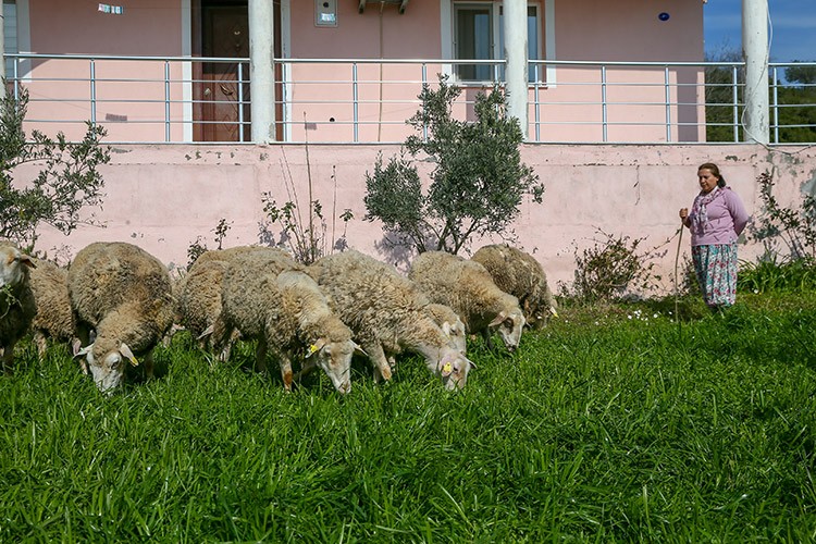Muhasebeciliği bıraktı sürü sahibi oldu
