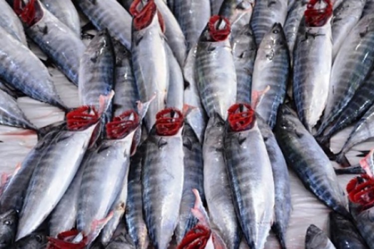 Palamutta umut yok...