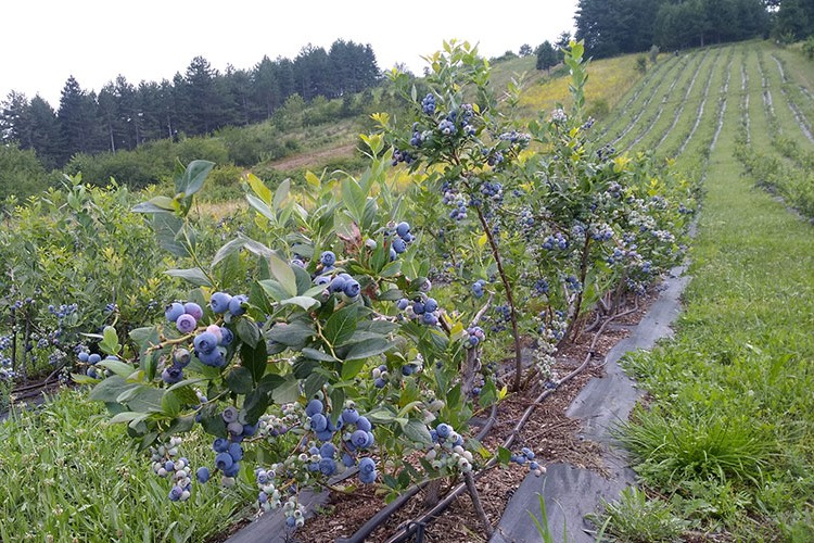 Bursa'da yaban mersini hasadı başladı